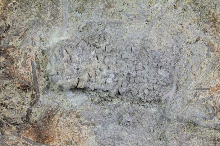 Fossil Crinoid (Dasciocrinus) in Rock - Alabama #69062